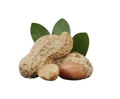 peanut with leaf display isolated photo