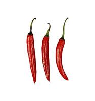 set of hot chili isolated photo