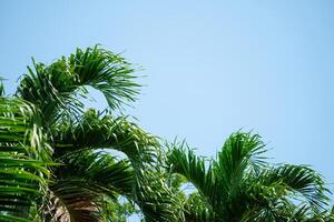 Palm border copy space photo