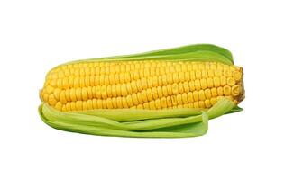 corn with cob isolated photo