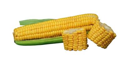 corn with cob isolated photo