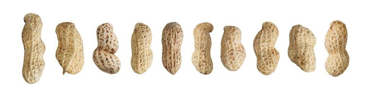 group of peanut isolated photo