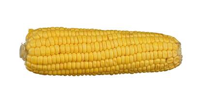 whole corn isolated photo