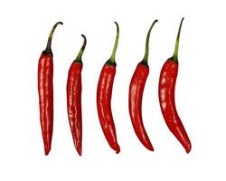 set of hot chili isolated photo