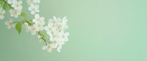 Close-up of white flowering branch with green leaves on soft green background. photo