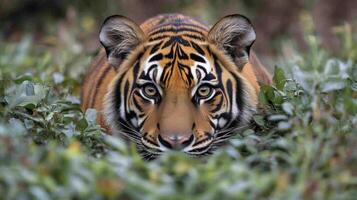 Intense gaze of a tiger showcasing powerful features in natural environment at close range photo