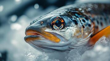 Freshly caught rainbow trout displayed on ice at a seafood market during the morning hours photo