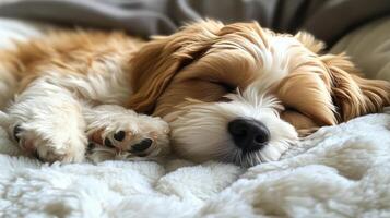 Cozy dog sleeping peacefully on a soft blanket in a comfortable indoor setting photo