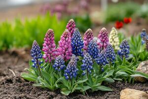 Colorful alpine flowers blooming on rocky terrain in the mountains during daylight photo