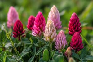 Colorful alpine flowers blooming on rocky terrain in the mountains during daylight photo