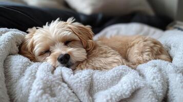 Cozy dog sleeping peacefully on a soft blanket in a comfortable indoor setting photo