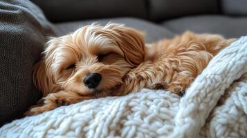 Cozy dog sleeping peacefully on a soft blanket in a comfortable indoor setting photo