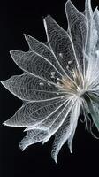 Intricate details of a dandelion seed head illuminated against a dark background at dawn photo