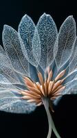 Intricate details of a dandelion seed head illuminated against a dark background at dawn photo