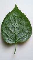 Intricate details of a large green leaf showcasing its natural texture and structure photo