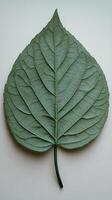Intricate details of a large green leaf showcasing its natural texture and structure photo