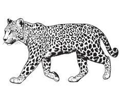 Silhouette Leopard Design vector