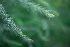 Asparagus plant in dew drops. natural background with copy space photo