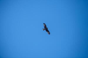 A bird of prey with a large wingspan soars, flies in the air, against the background of a blue sky photo