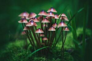 fairytale photo Mycenae mushrooms grow beautifully on a log in the forest, surrounded by green moss, grass and leaves