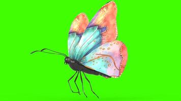 colorful butterfly with green background photo
