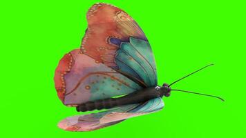 colorful butterfly with green background photo