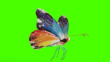 butterfly with green background photo