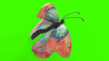 colorful butterfly with green background photo