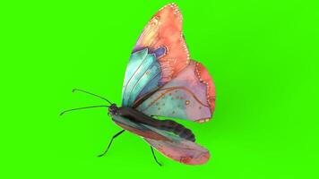 colorful butterfly with green background photo