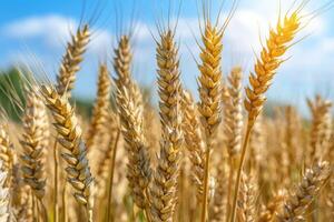 Golden wheat field illuminated by sunlight during early morning hours photo