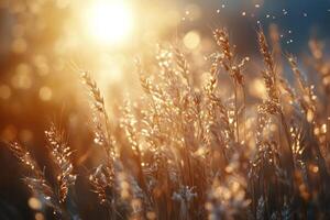 Golden wheat field illuminated by sunlight during early morning hours photo