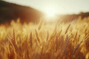 Golden wheat field illuminated by sunlight during early morning hours photo