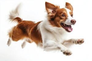 Happy dog jumping in the park during autumn with colorful leaves in the background photo