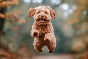 Happy dog jumping in the park during autumn with colorful leaves in the background photo