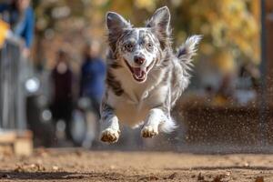 Happy dog jumping in the park during autumn with colorful leaves in the background photo