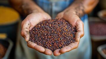 Hands holding various colored mustard seeds in a farm setting during daylight photo