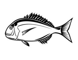 Red Seabream Red Pargo or Pagrus Major Side View Retro vector