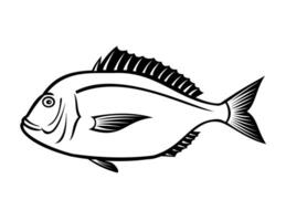 Crimson Seabream Red Sea Bream or Evynnis Tumifrons Side View Retro vector