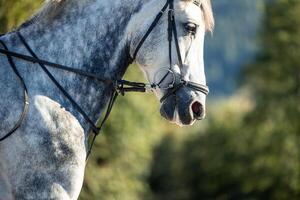 copyspace close-up of majestic white horse's head with reins at the ranch photo
