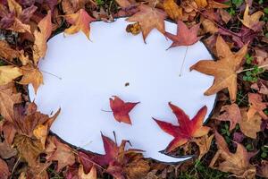 White speech bubble lying on colorful autumn leaves photo