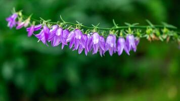 Purple bells flowers on greenery background, natural flower background photo