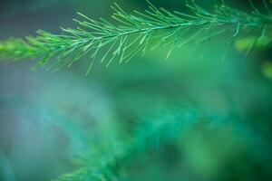 Asparagus plant in dew drops. natural background with copy space photo
