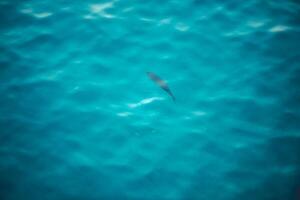 Water texture with waves and splashes from fish, Water texture, fish swimming underwater, natural natural water, sea background photo
