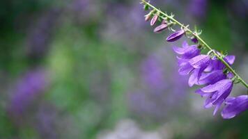 Purple bells flowers on greenery background, natural flower background photo