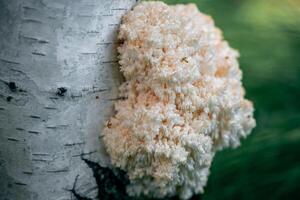 The coral's mane mushroom grows on a birch tree in the forest photo