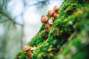 beautiful honey mushrooms on a tree covered with moss, grow in the forest, autumn, mushrooms photo