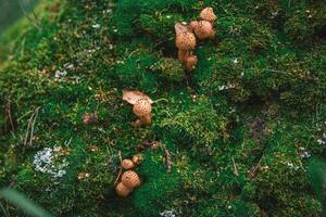 beautiful honey mushrooms on a tree covered with moss, grow in the forest, autumn, mushrooms photo