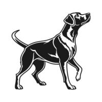 A bold, black and white silhouette of a hunting dog, likely a breed like a Labrador or Pointer, standing alert and poised. vector