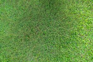 Patch of vibrant green grass. filling the frame with a soft natural texture. For backround and textured. photo