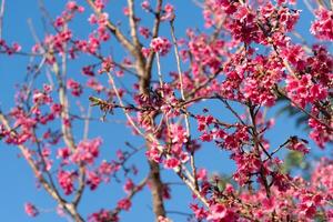 Branches of a tree densely covered in bright pink blossoms of sakura against a clear blue sky. The flowers are in full bloom. Creating a vibrant and cheerful spring scene. photo